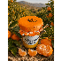 Confiture de clémentine corse 🍊