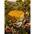 Confiture de figue corse